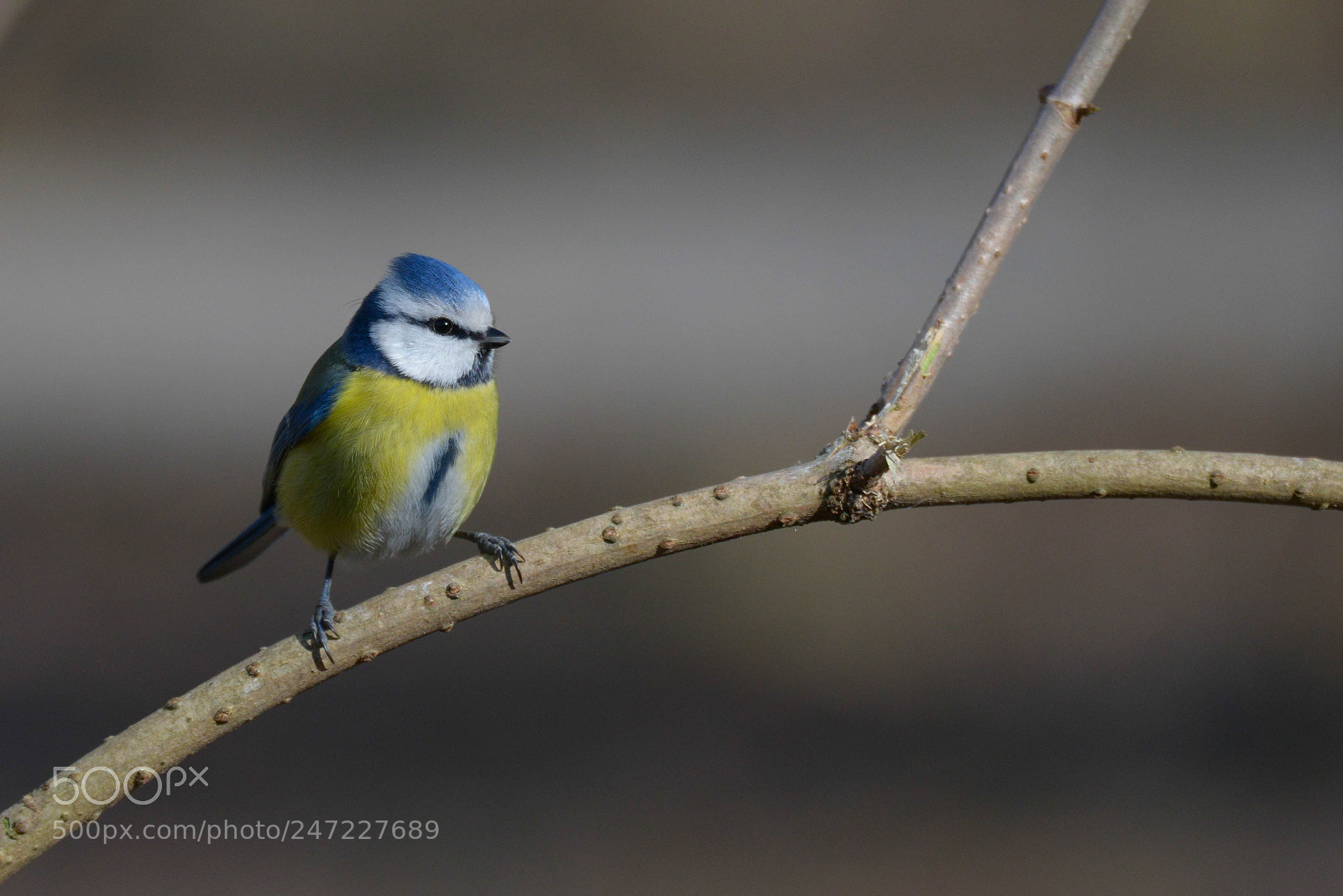Nikon D800 sample photo. Blue tit photography