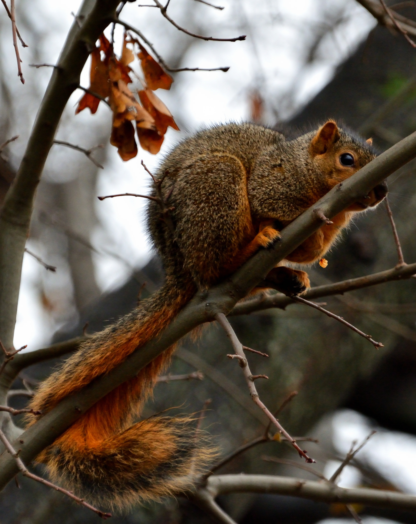 Nikon D5200 sample photo. Stormy day fox photography