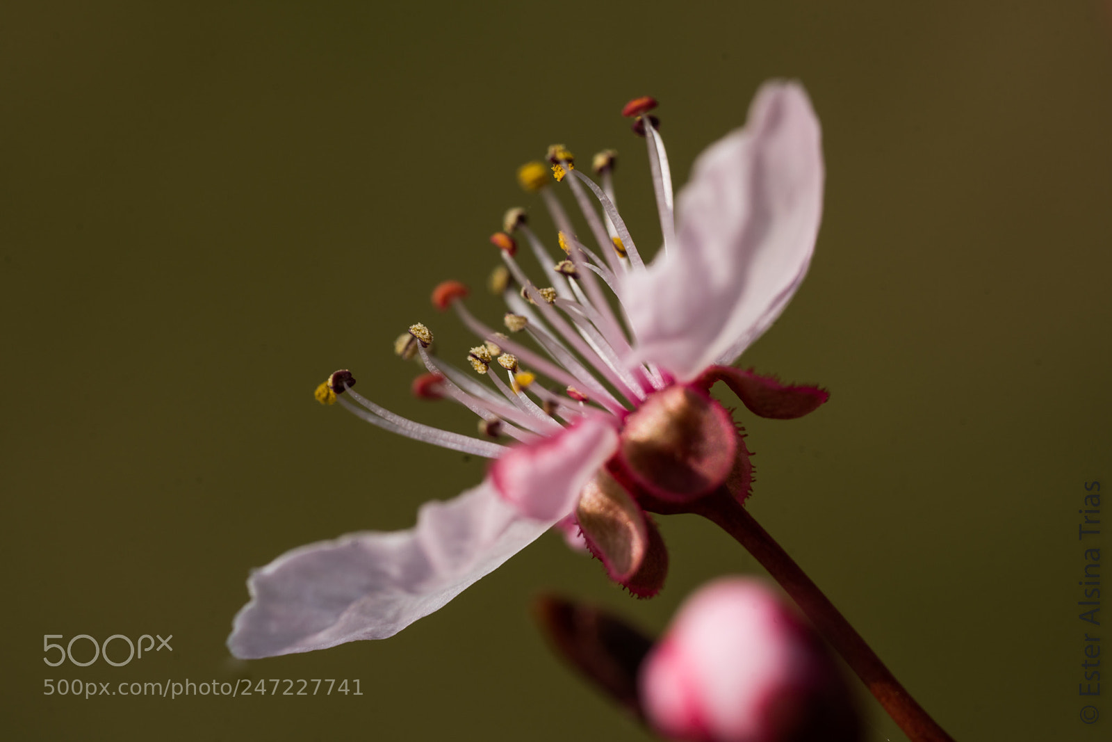 Sony a7R II sample photo. Flo prunus photography