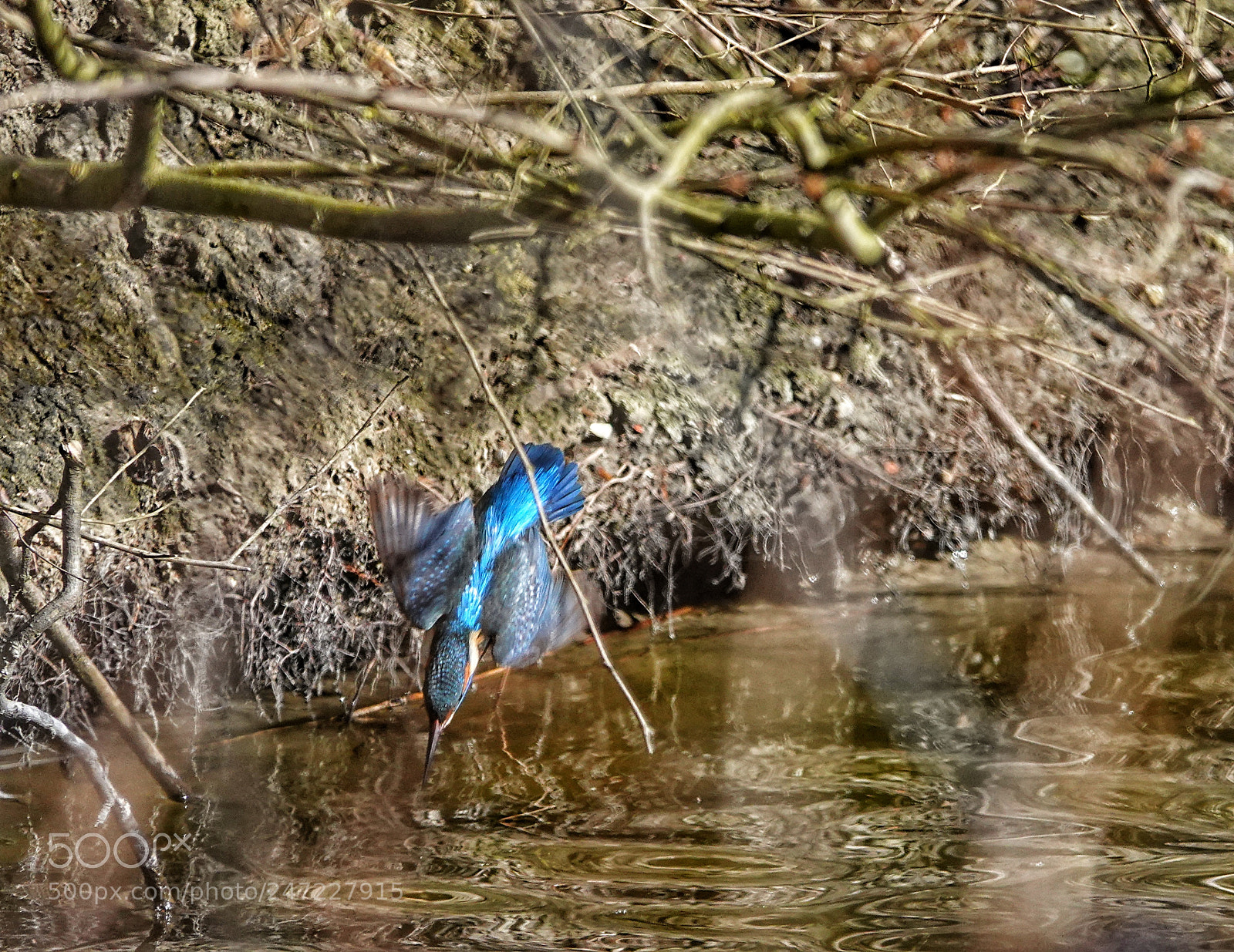Sony Cyber-shot DSC-RX10 IV sample photo. Diving for a fish photography
