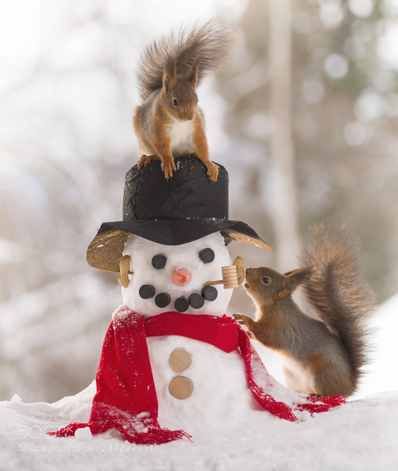 Nikon D810 sample photo. Red squirrels together with photography