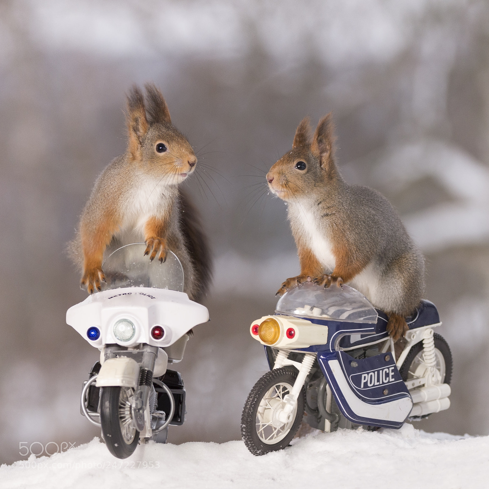 Nikon D810 sample photo. Red squirrels standing on photography