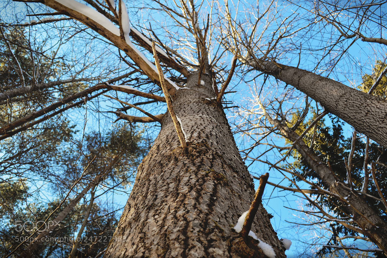 Nikon D3100 sample photo. Winter trees photography