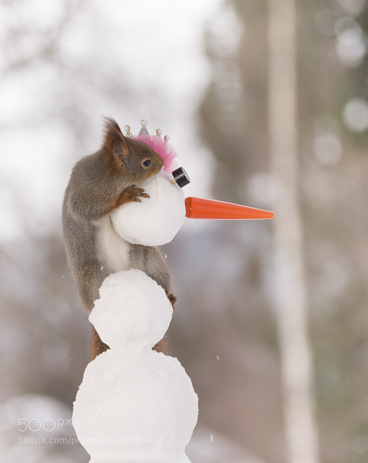 Nikon D810 sample photo. Red squirrel hold on photography