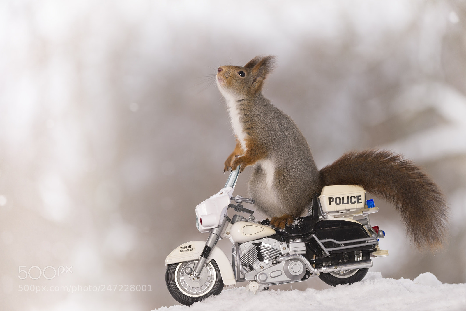 Nikon D810 sample photo. Red squirrel on a photography