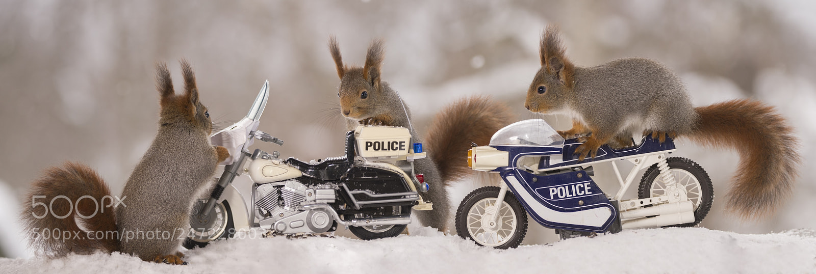 Nikon D810 sample photo. Three red squirrels with photography