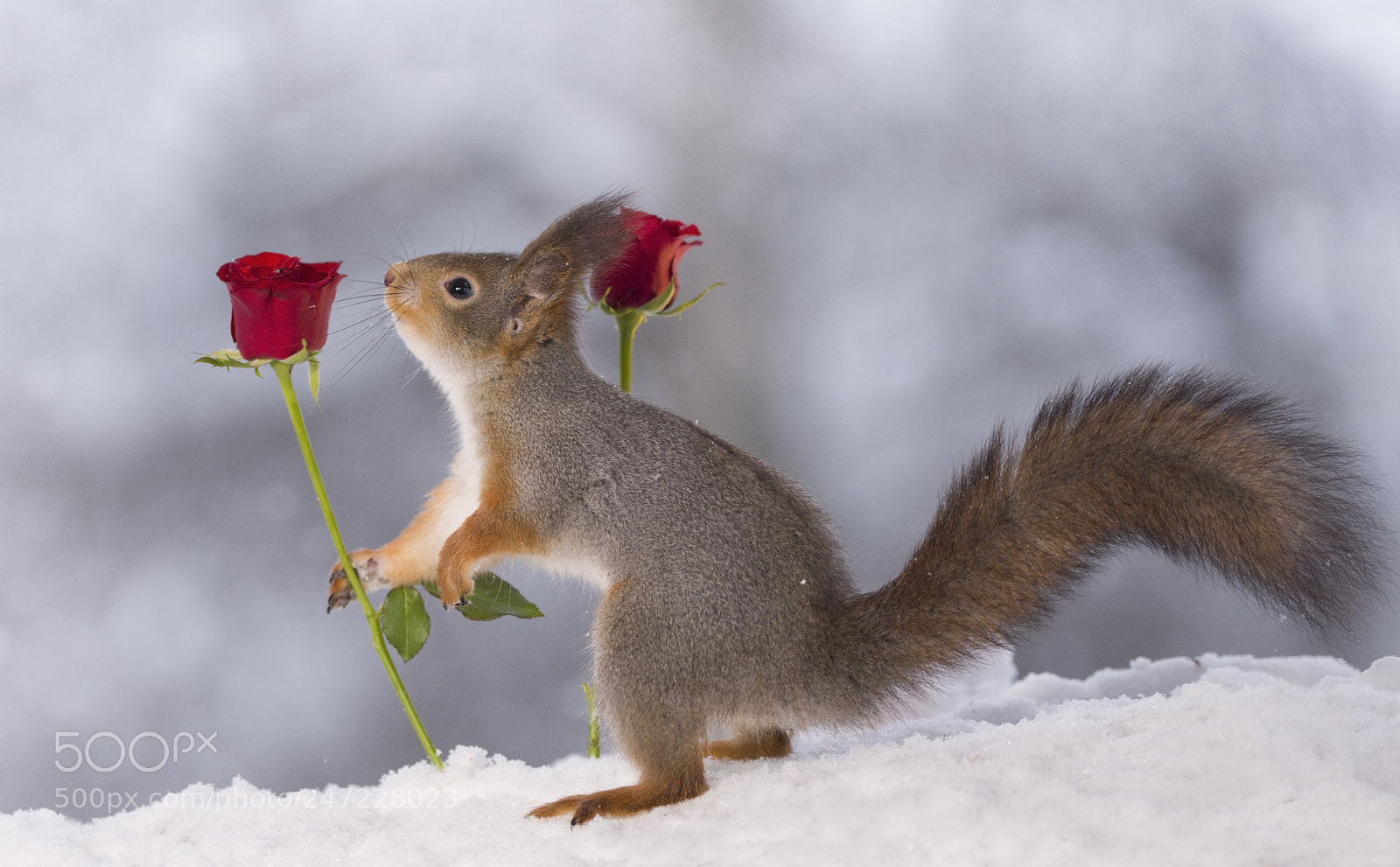 Nikon D810 sample photo. Red squirrel holding a photography