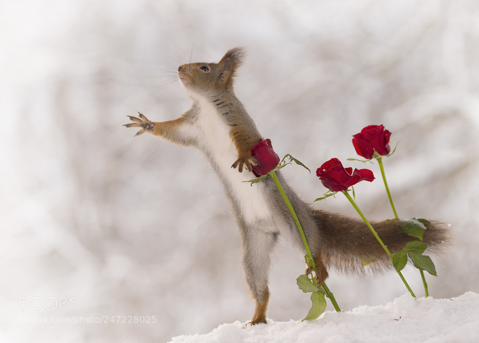 Nikon D810 sample photo. Red squirrel reaching and photography