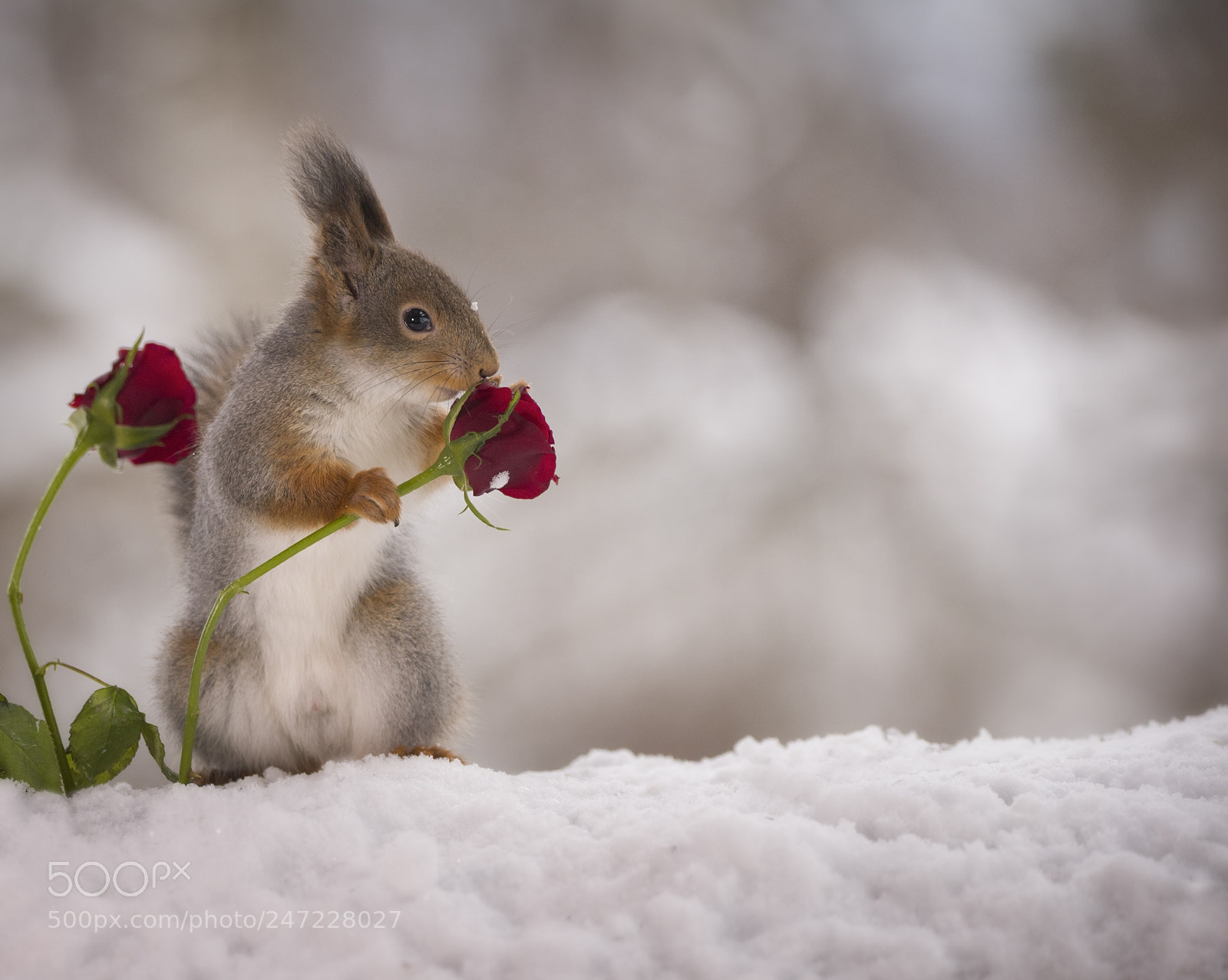 Nikon D810 sample photo. Red squirrel is holding photography