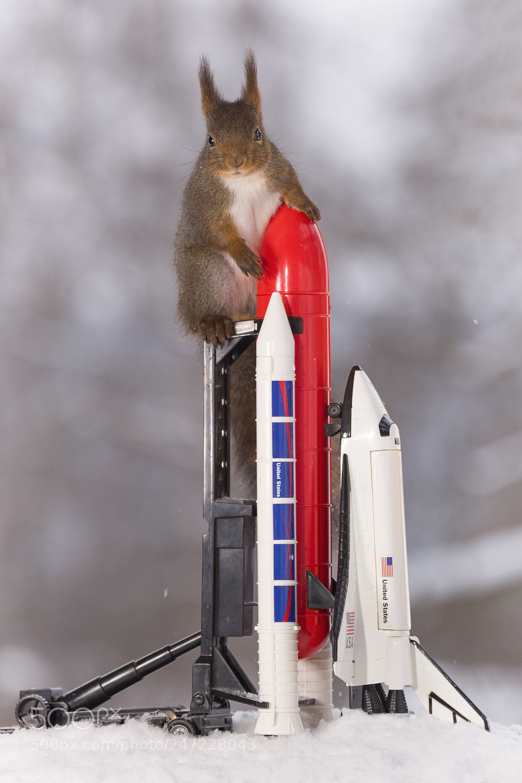 Nikon D810 sample photo. Red squirrel is on photography