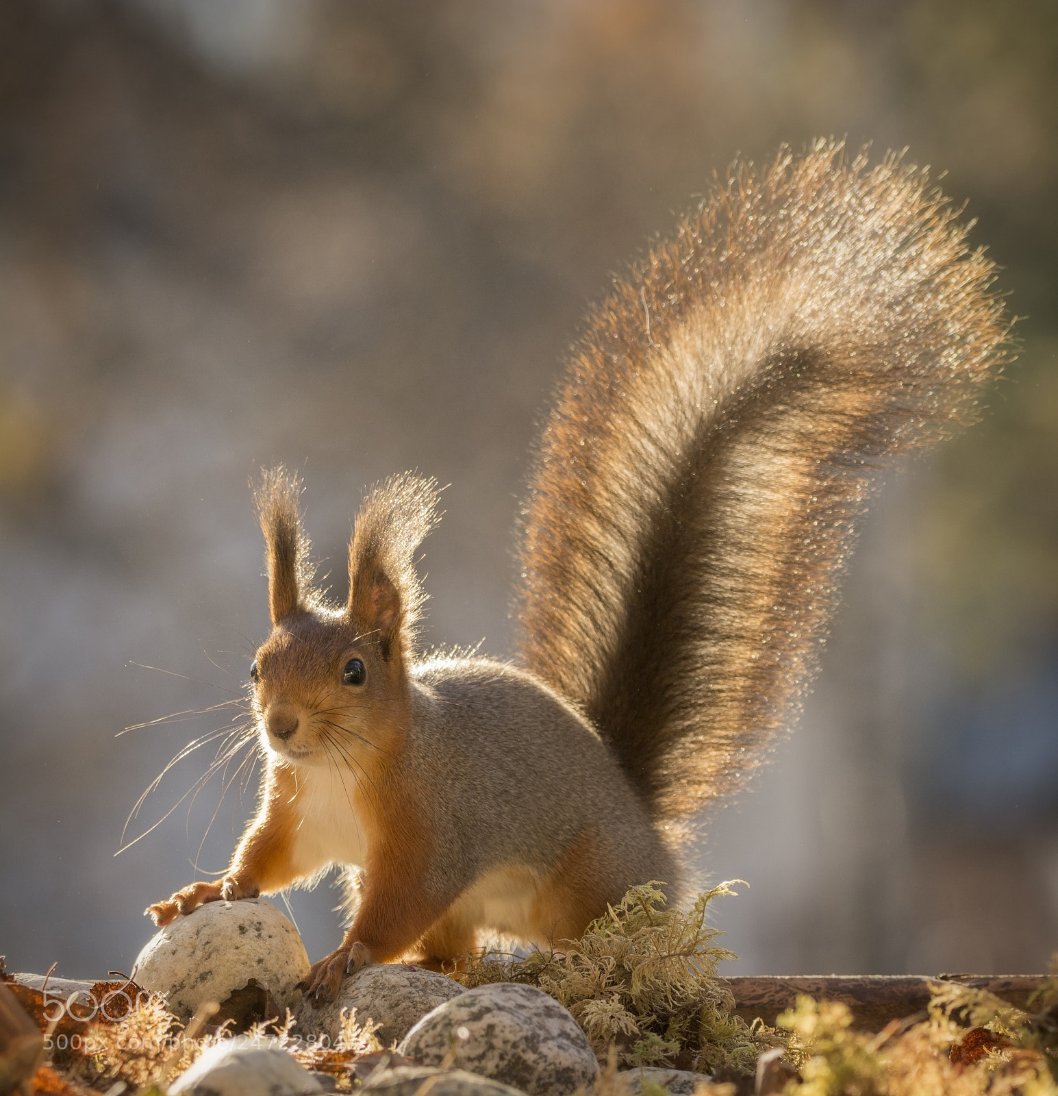 Nikon D7100 sample photo. Red squirrel on an photography