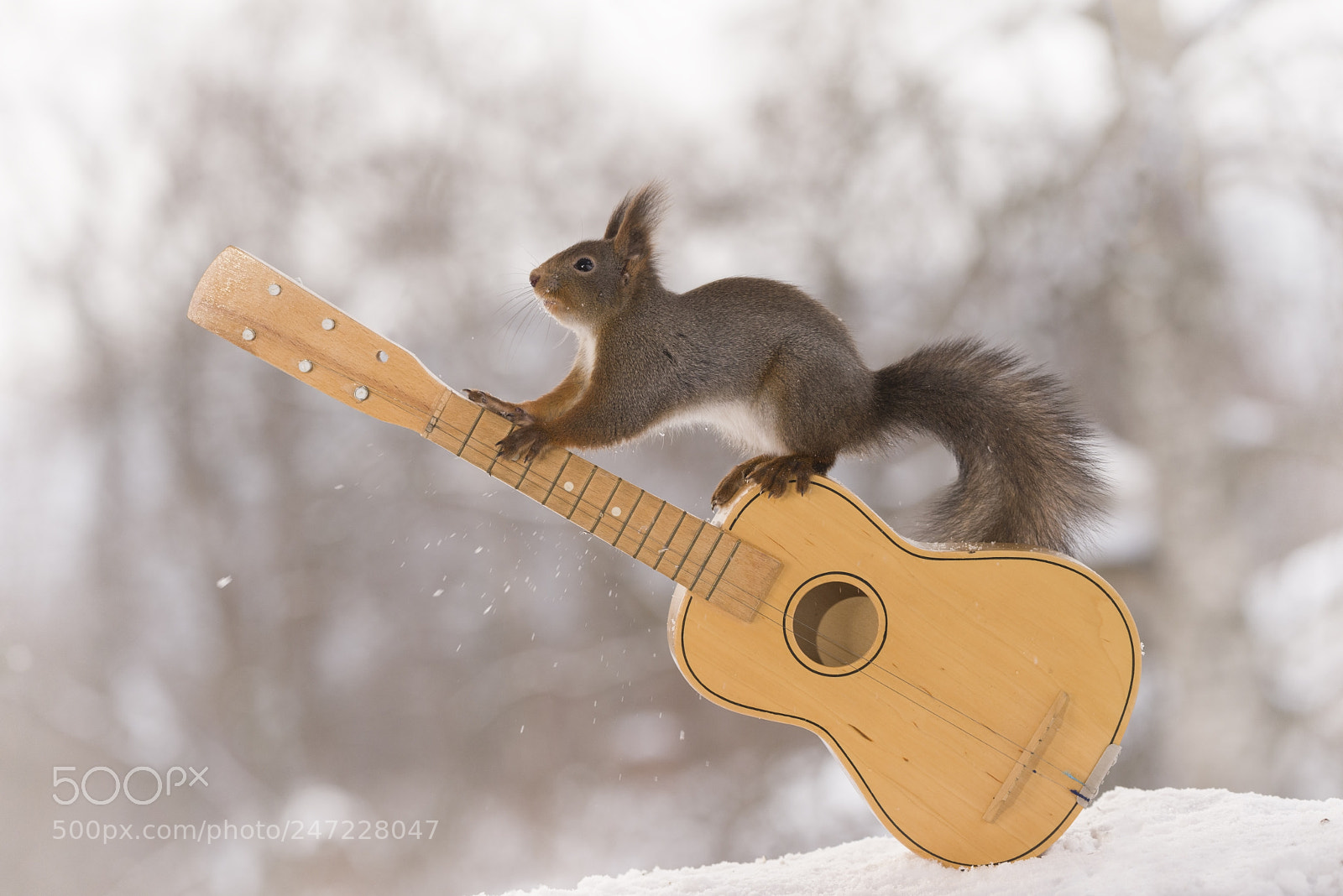 Nikon D810 sample photo. Red squirrel standing on photography
