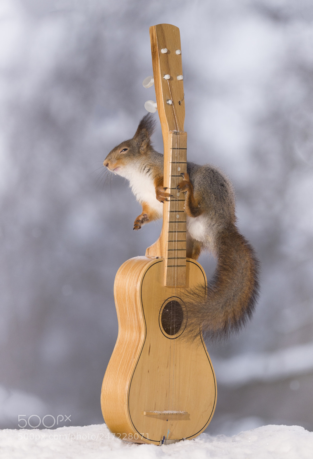 Nikon D810 sample photo. Red squirrel touching the photography