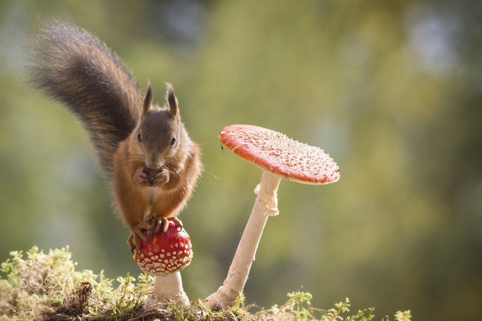 Nikon D810 sample photo. Red squirrel sitting on photography