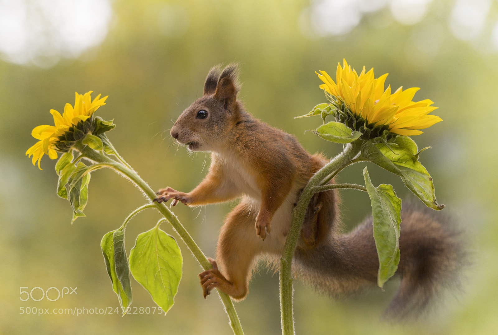 Nikon D810 sample photo. Profile of red squirrel photography