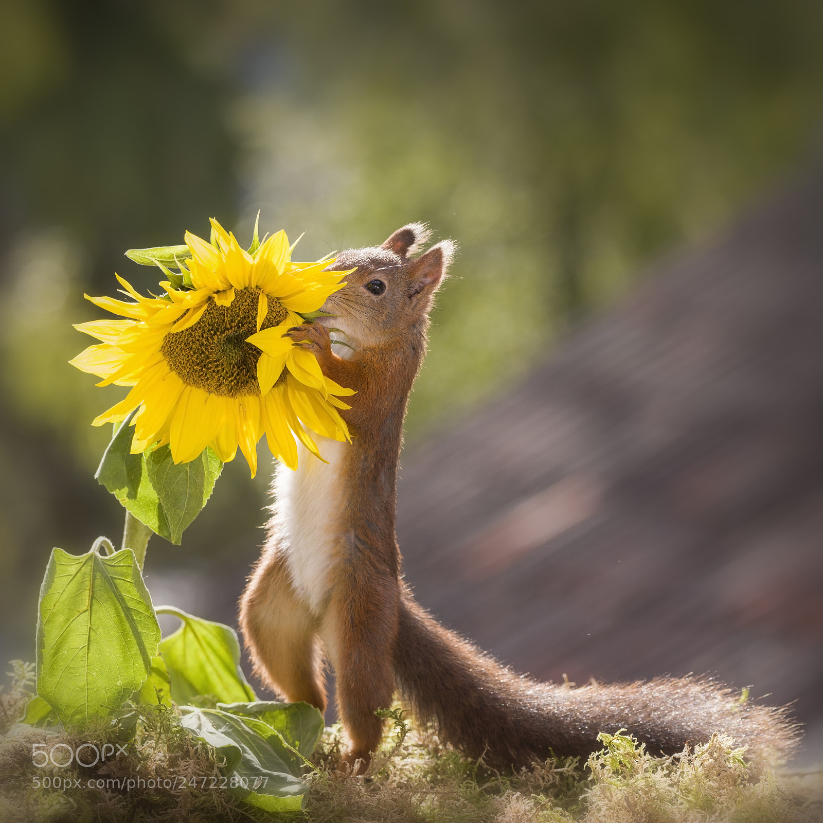 Nikon D810 sample photo. Red squirrel holding a photography