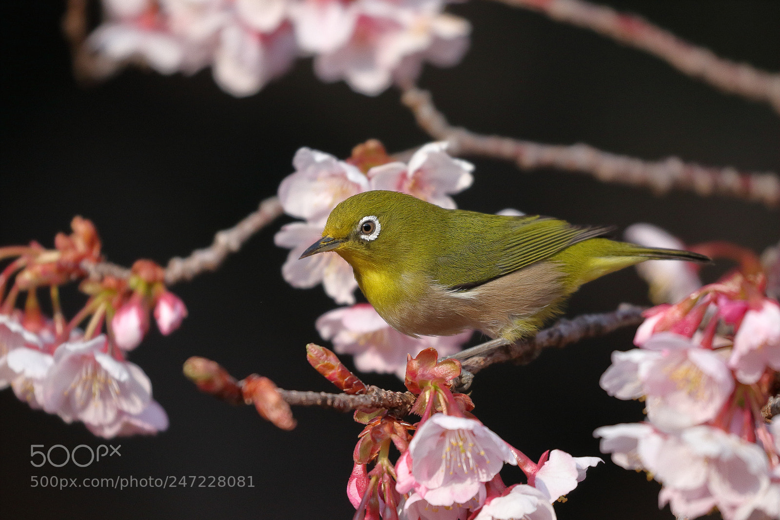 Canon EOS 7D Mark II sample photo. 川津桜とメジロ white eye 7017 photography