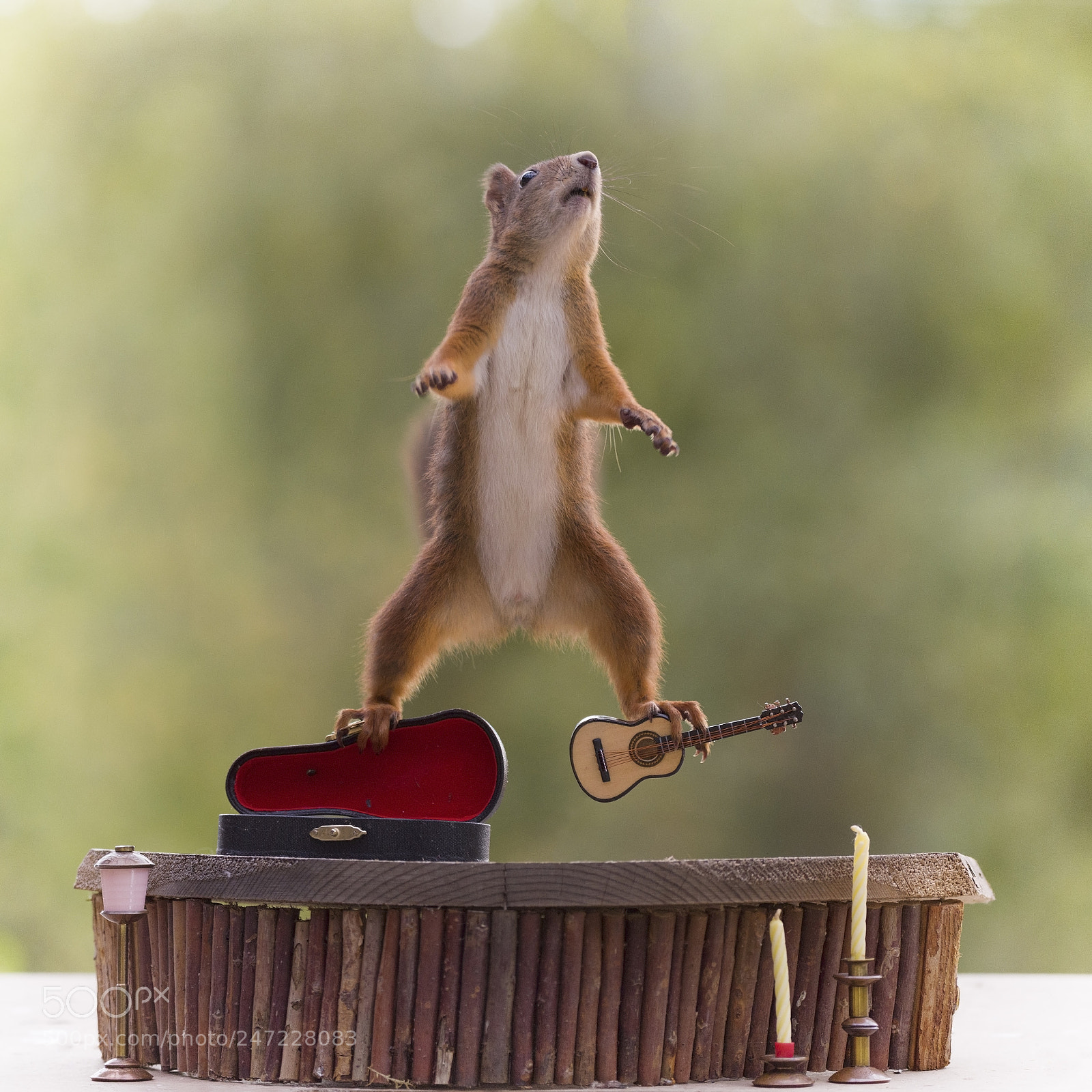 Nikon D810 sample photo. Red squirrel stands in photography