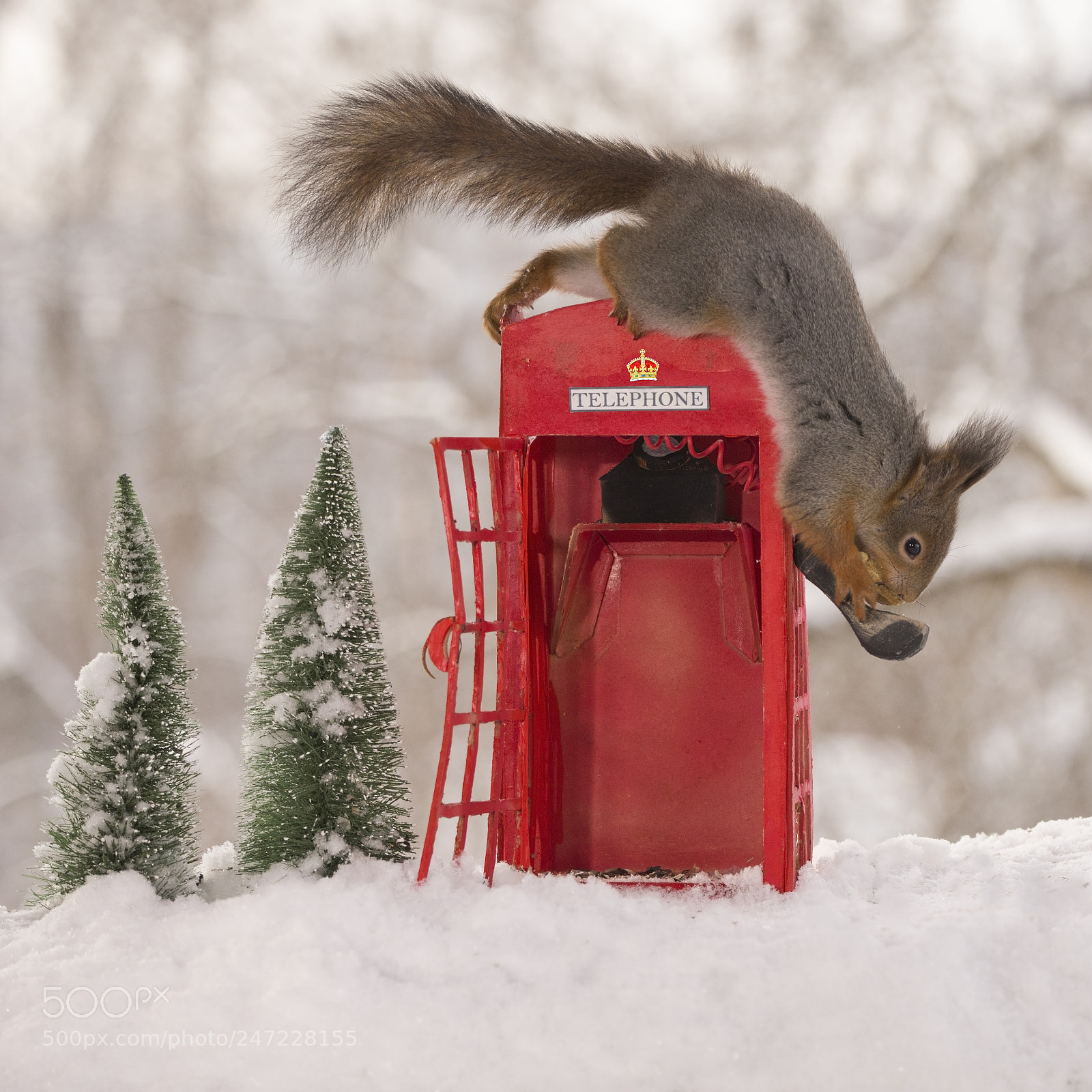 Nikon D810 sample photo. Red squirrel standing on photography