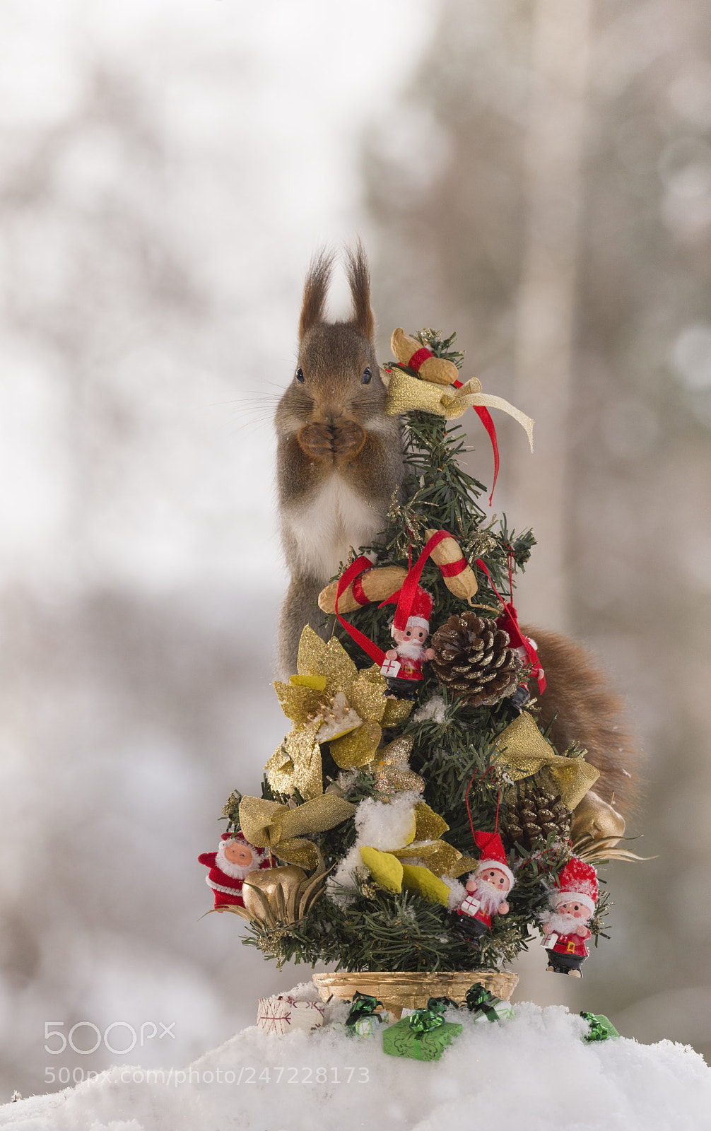 Nikon D810 sample photo. Red squirrel standing in photography