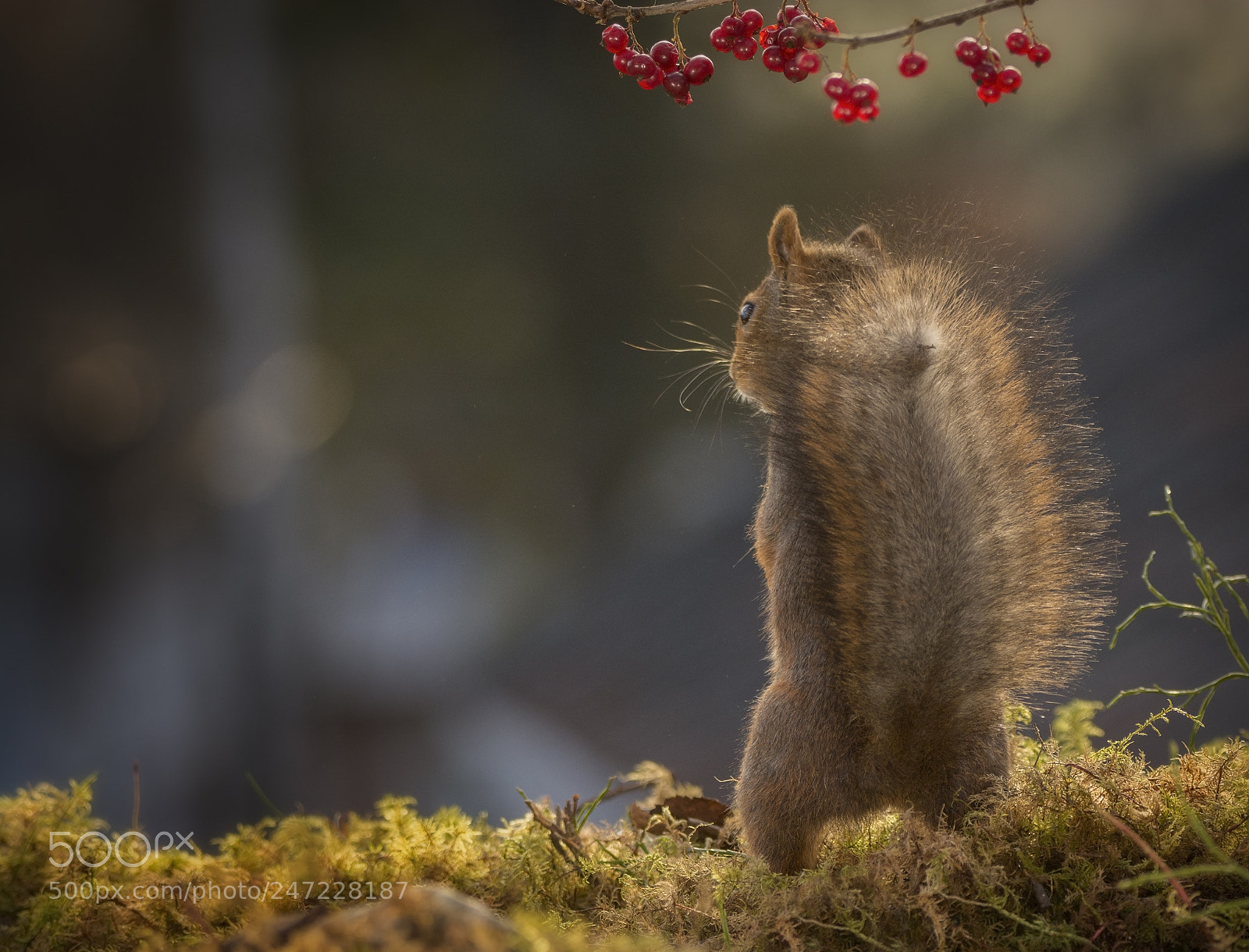 Nikon D7100 sample photo. Red squirrel standing up photography