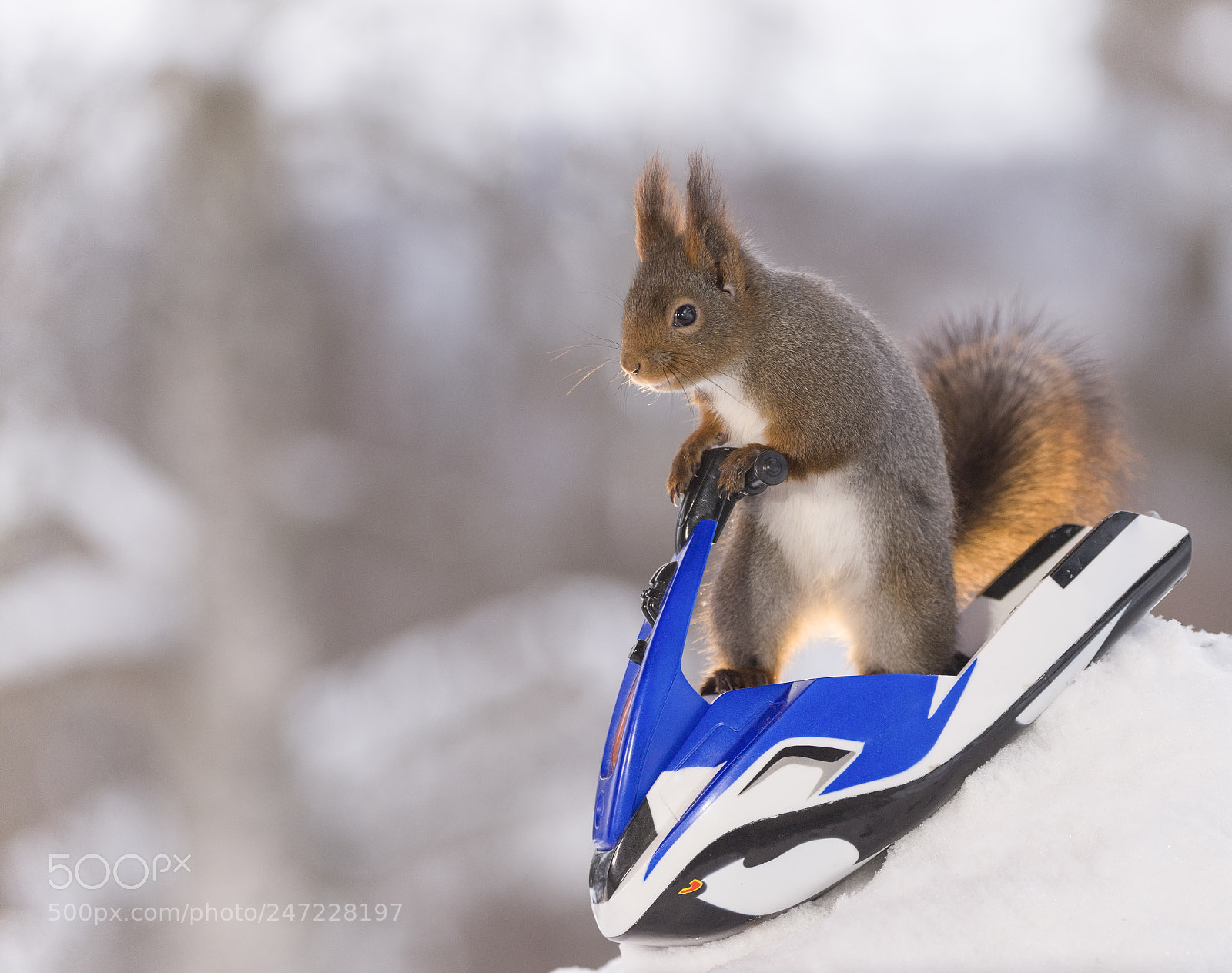 Nikon D810 sample photo. Red squirrel going down photography