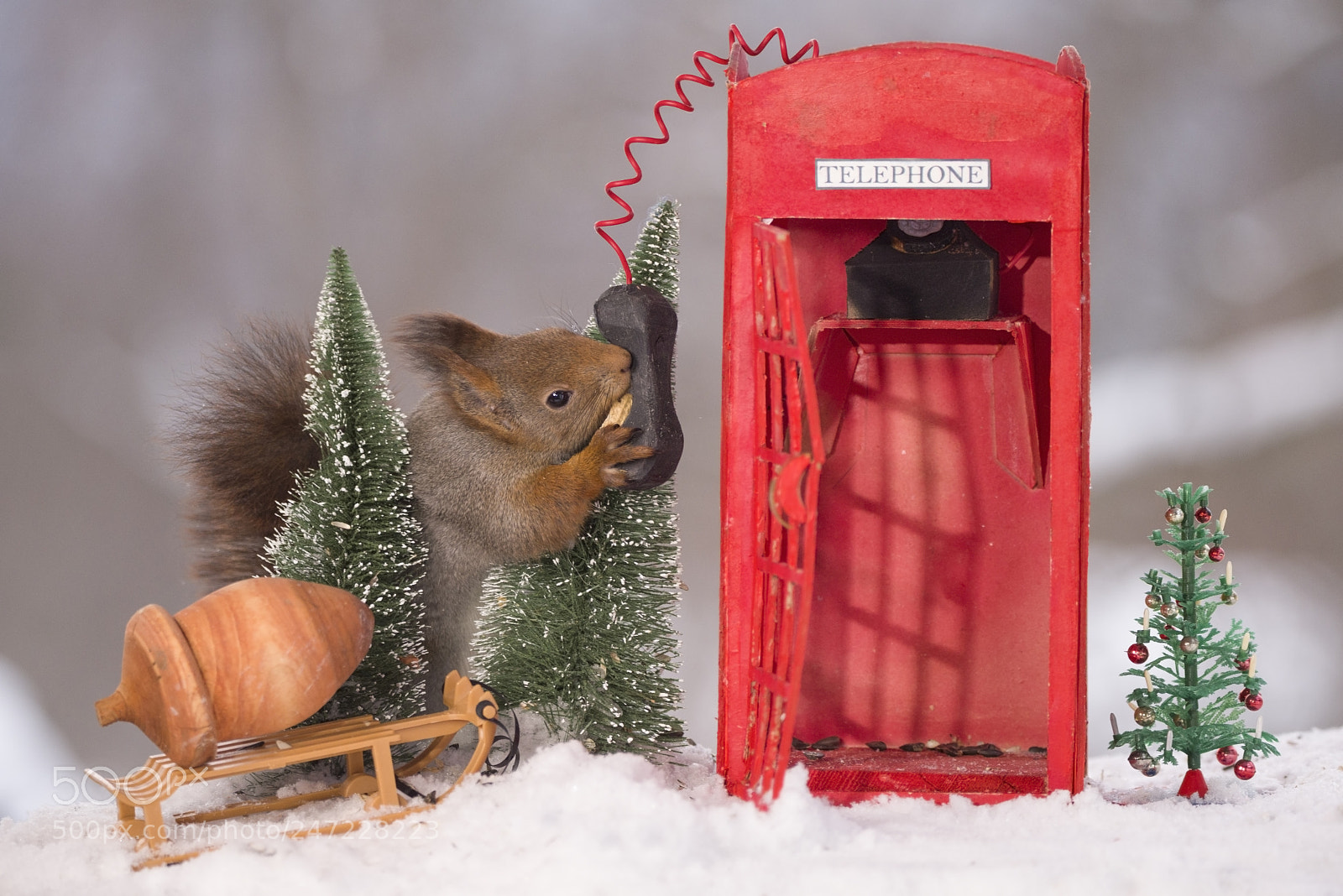 Nikon D810 sample photo. Red squirrel between trees photography