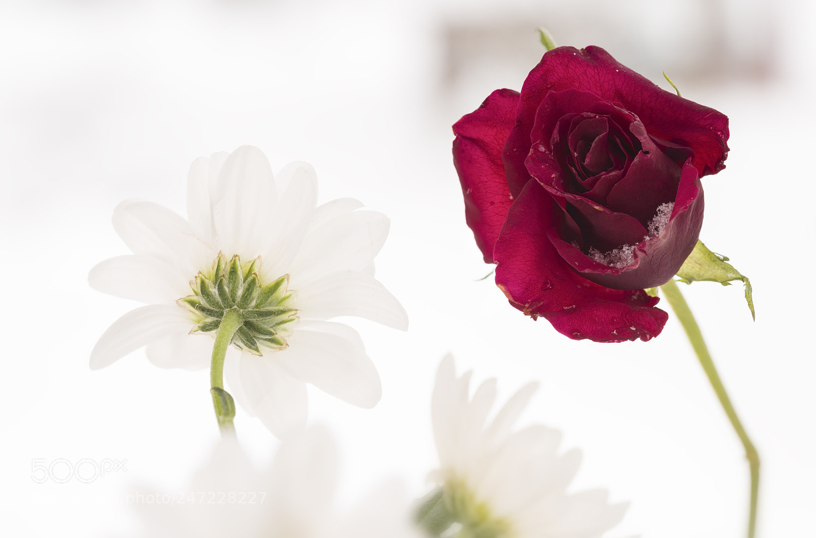 Nikon D810 sample photo. Red rose and a photography