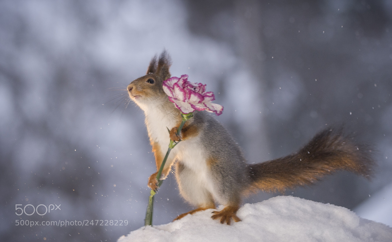 Nikon D810 sample photo. Red squirrel holding a photography