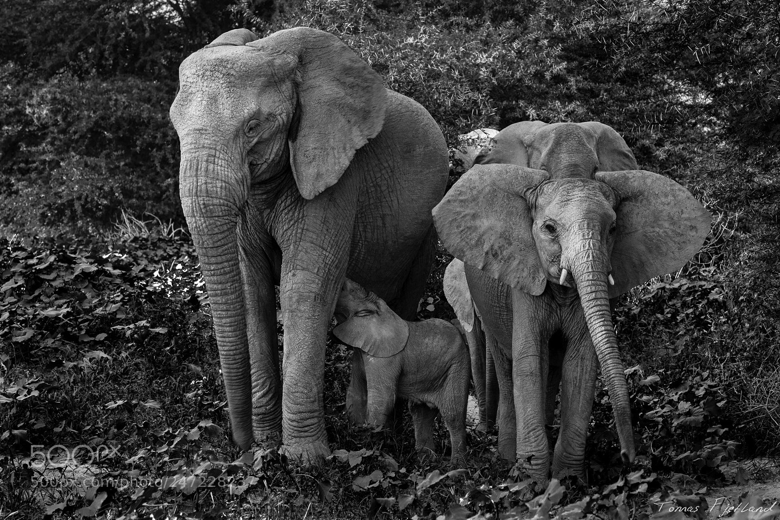 Nikon D800 sample photo. Elephant family in the photography