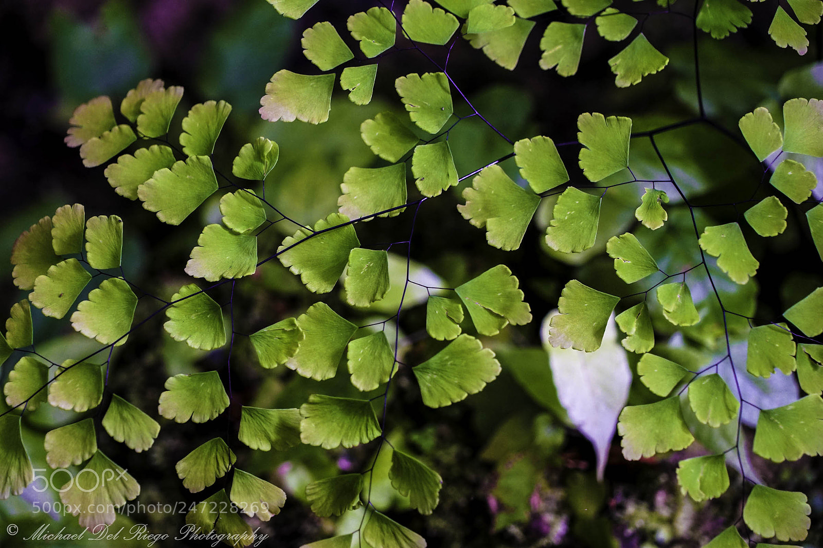 Sony a7 II sample photo. Ferngully photography