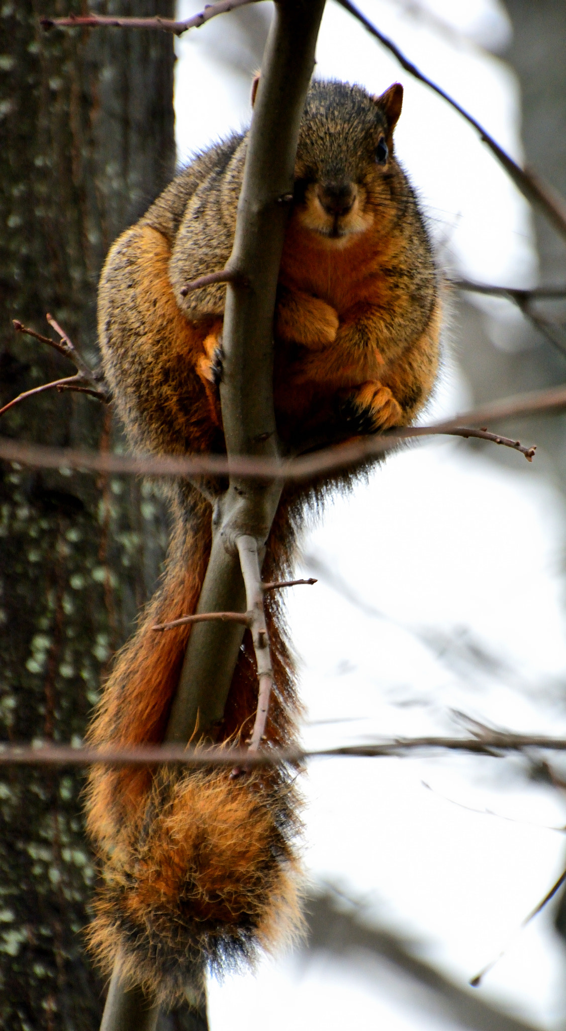 Nikon D5200 sample photo. Stormy day fox too photography
