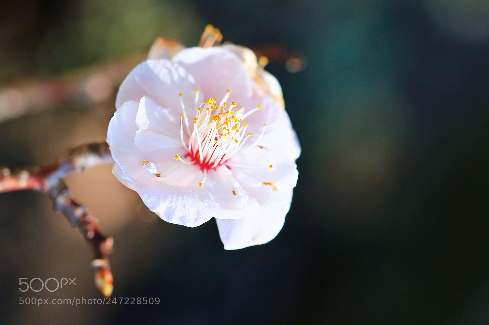 Canon EOS 7D sample photo. If an apricot flower photography