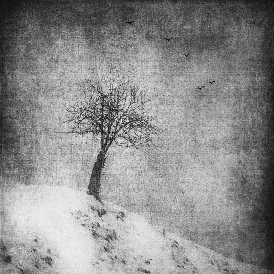 Canon EOS 7D Mark II sample photo. The abandoned tree photography