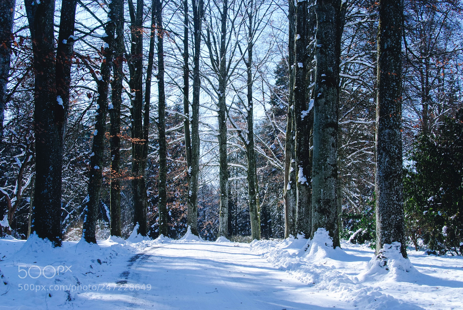 Fujifilm FinePix S5 Pro sample photo. Sunny winter time photography