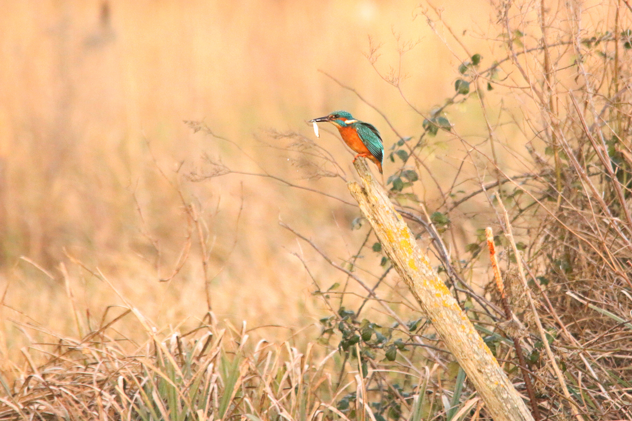 Sigma 150-500mm F5-6.3 DG OS HSM sample photo. Kingfisher photography
