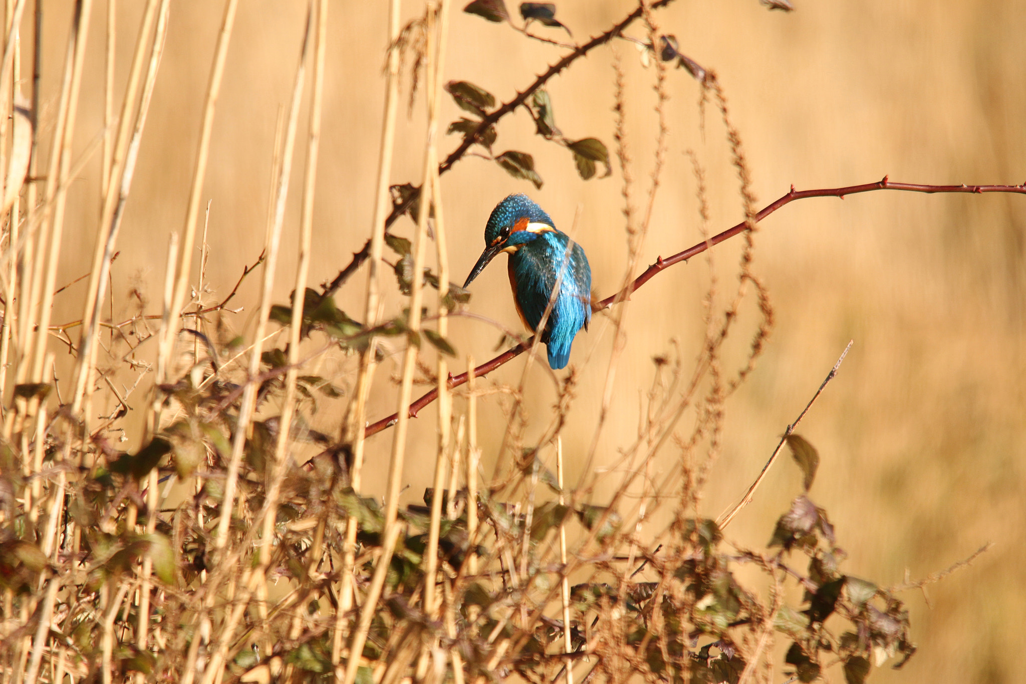 Canon EOS 70D sample photo. Kingfisher photography