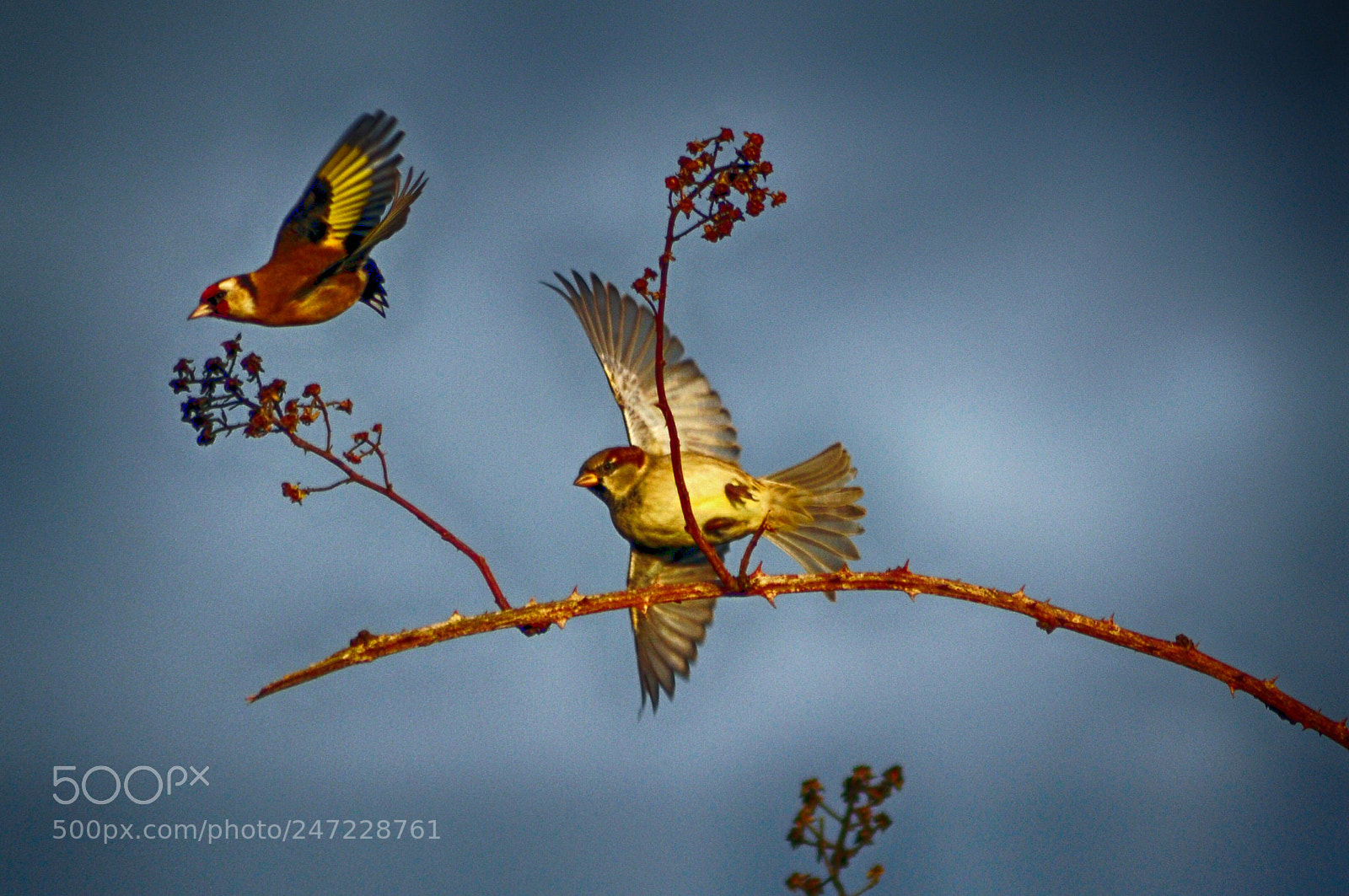 Nikon D5000 sample photo. Little birds photography