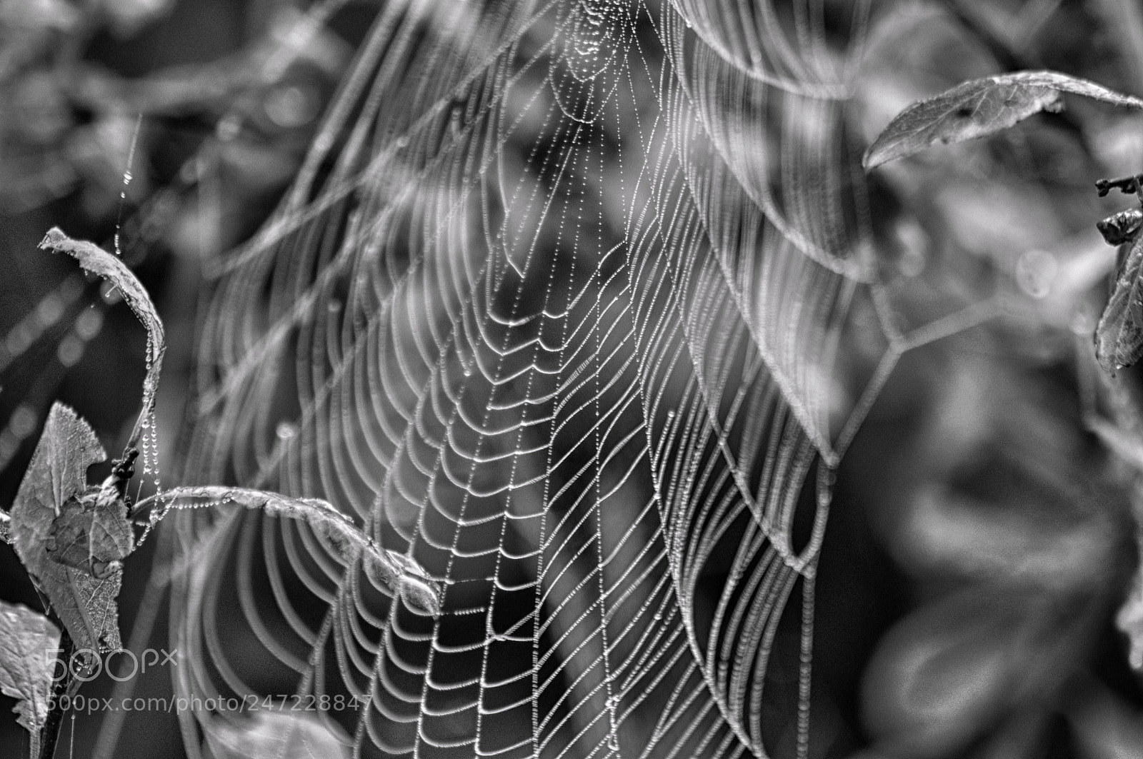 Nikon D5000 sample photo. Spiders web photography