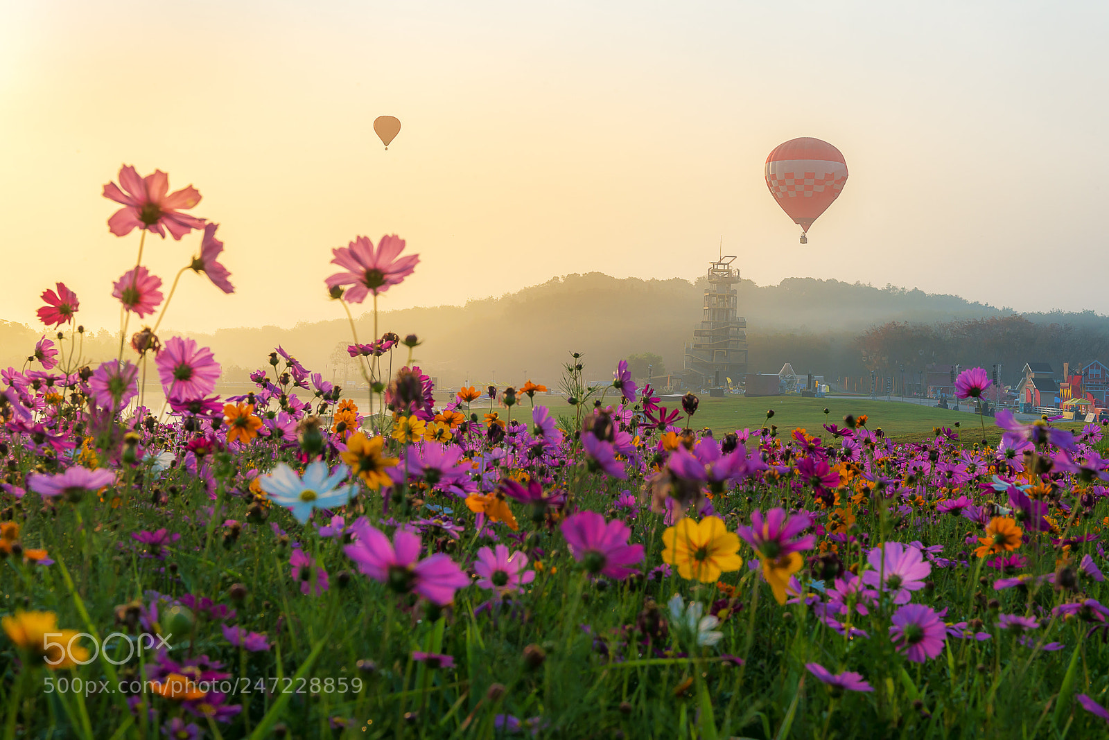 Nikon D800E sample photo. Colorful hot air balloons photography