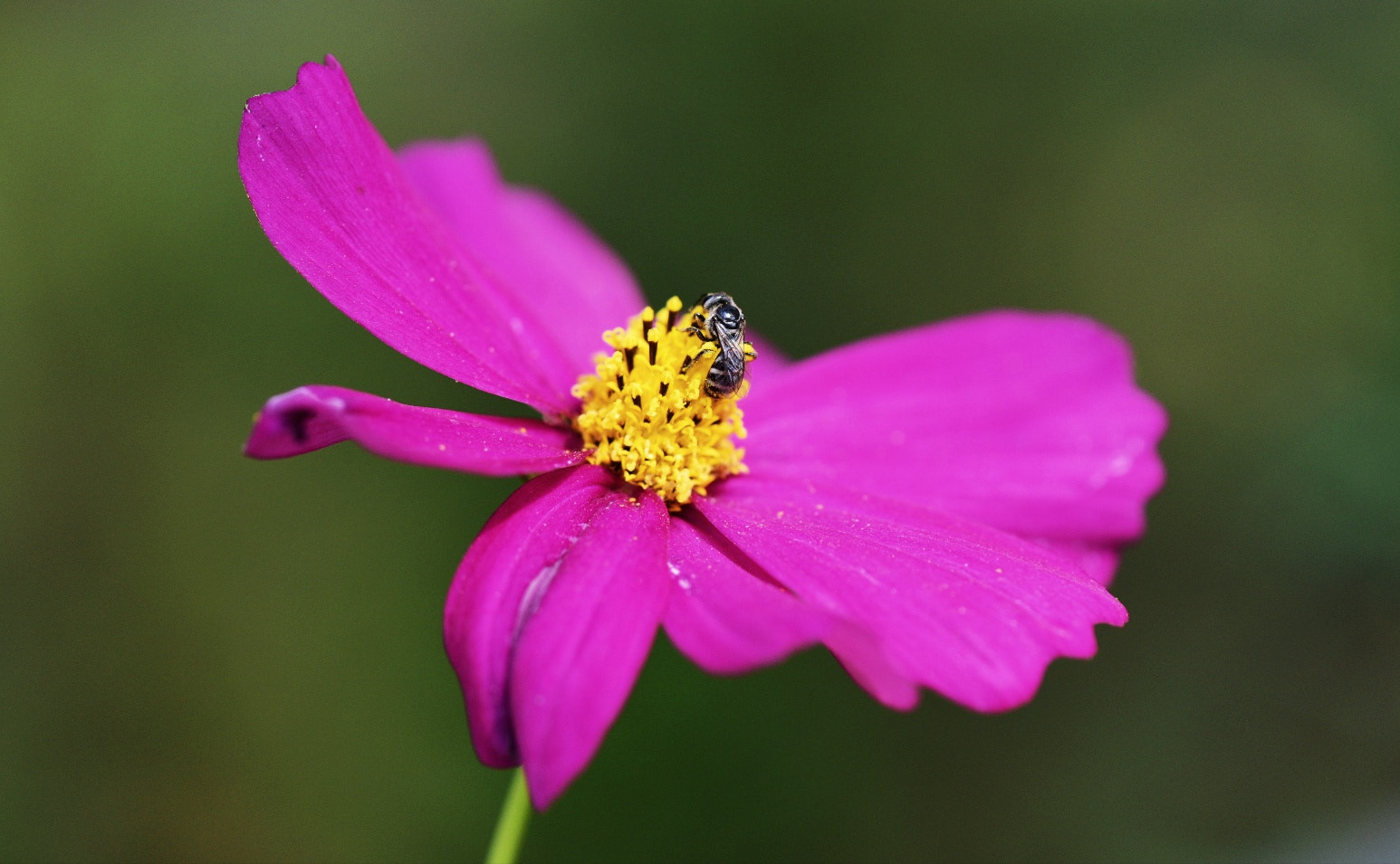 Nikon AF-S Micro-Nikkor 105mm F2.8G IF-ED VR sample photo. Flowerpower photography