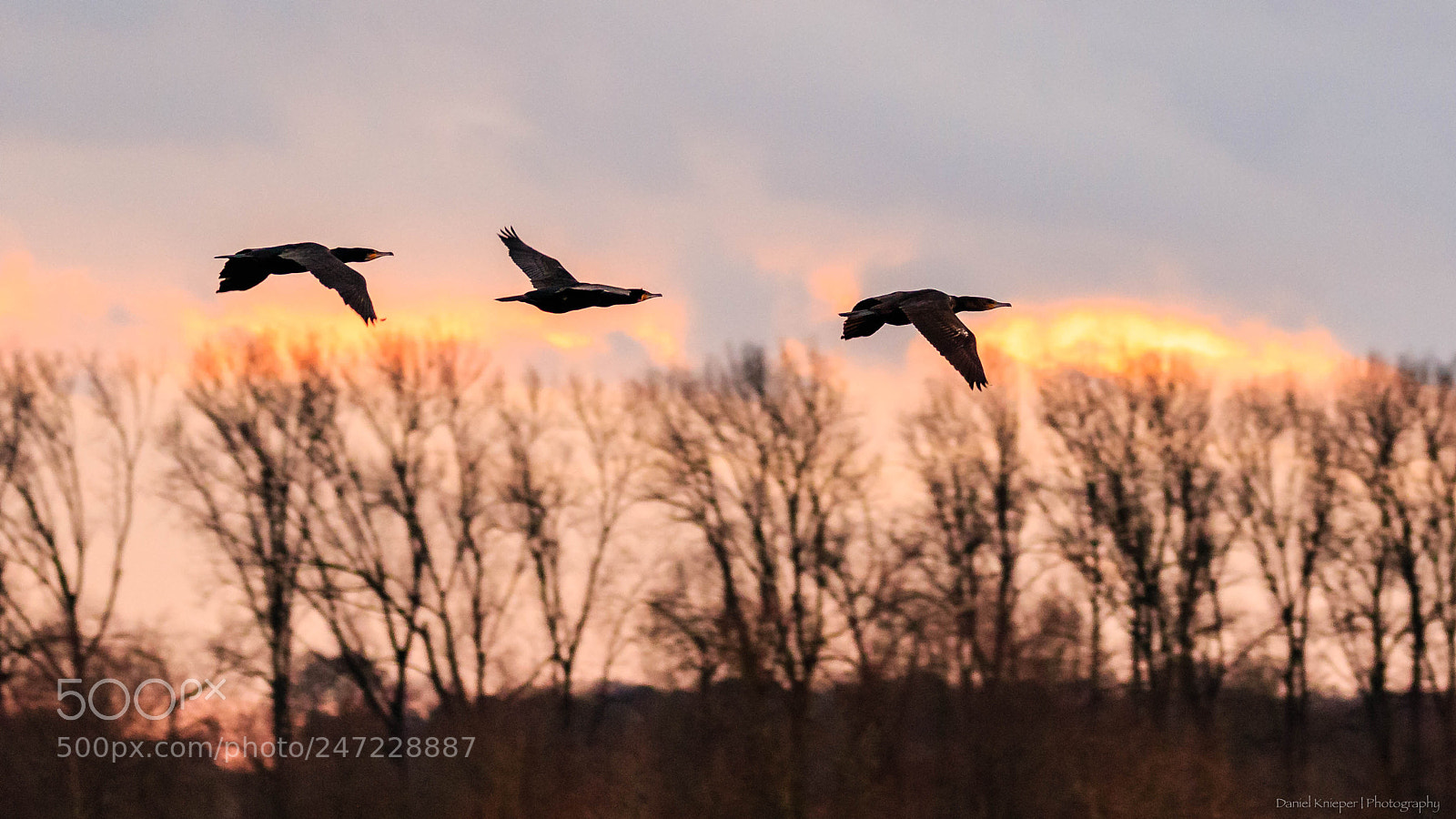 Canon EOS 7D Mark II sample photo. Kormoran photography