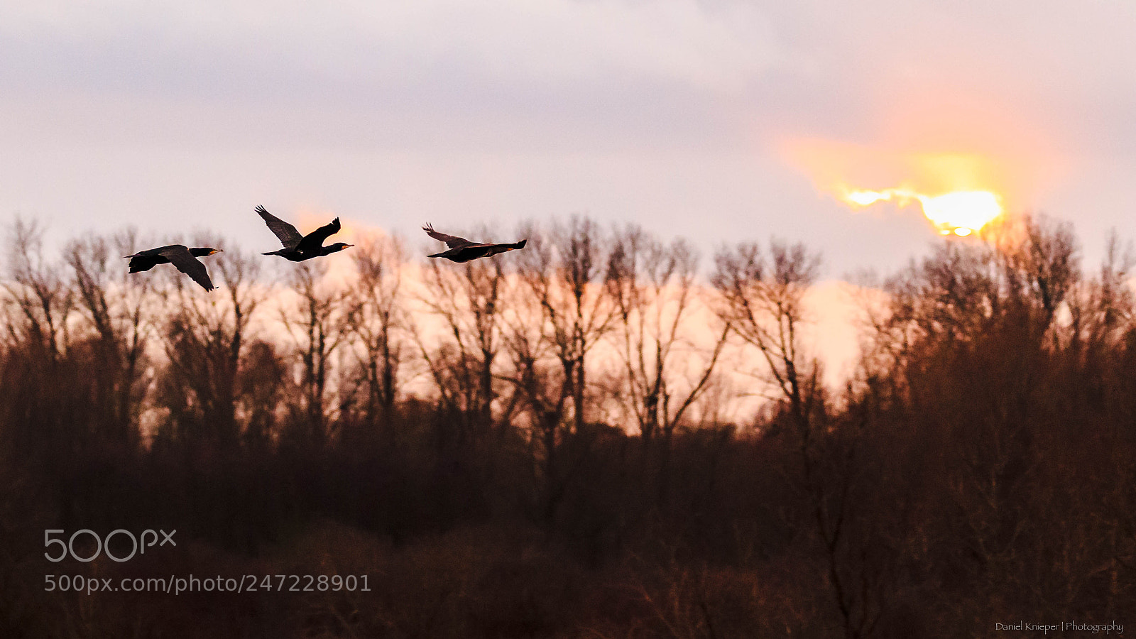 Canon EOS 7D Mark II sample photo. Kormoran photography