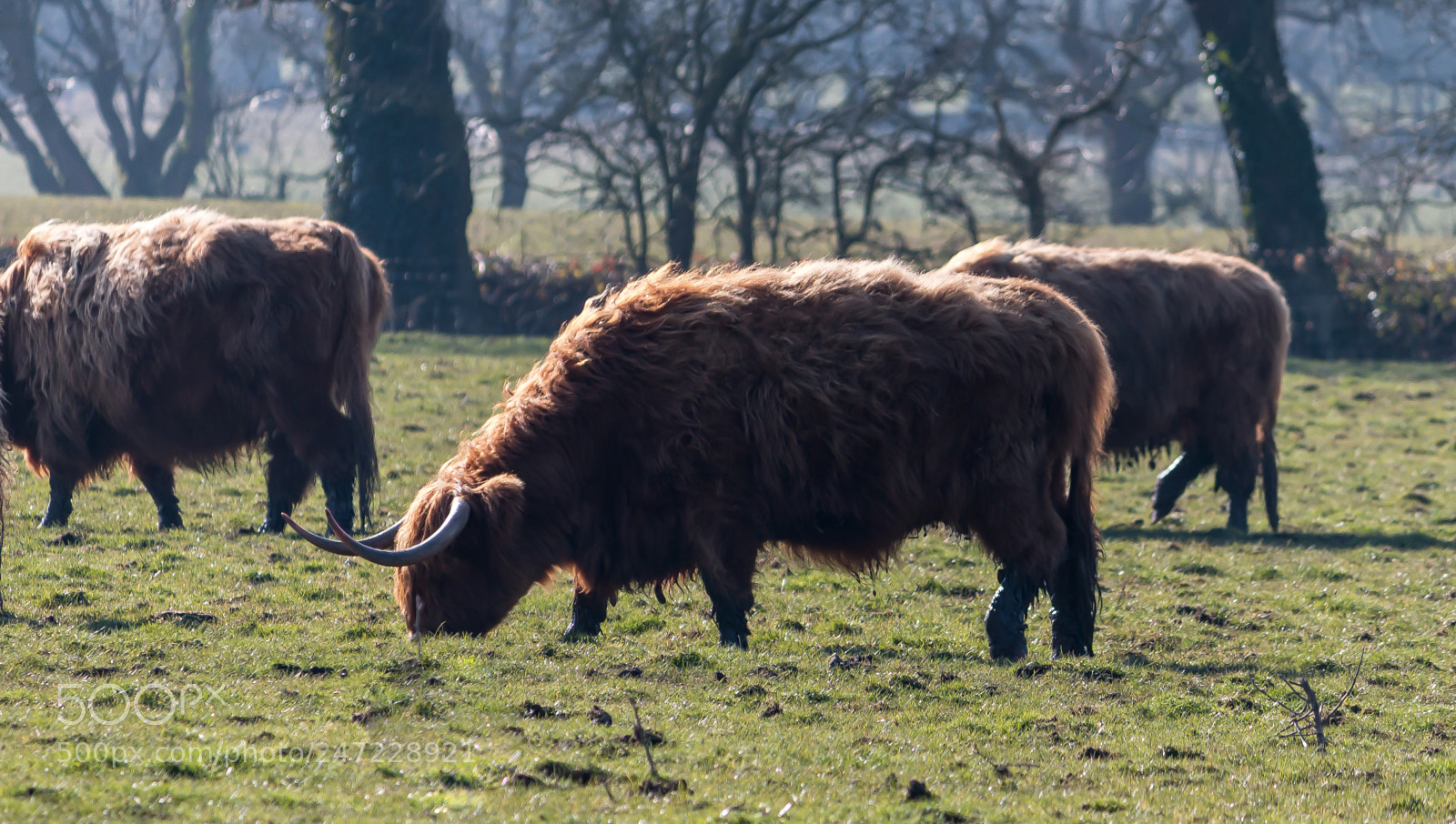 Canon EOS 70D sample photo. Three brown cattle photography