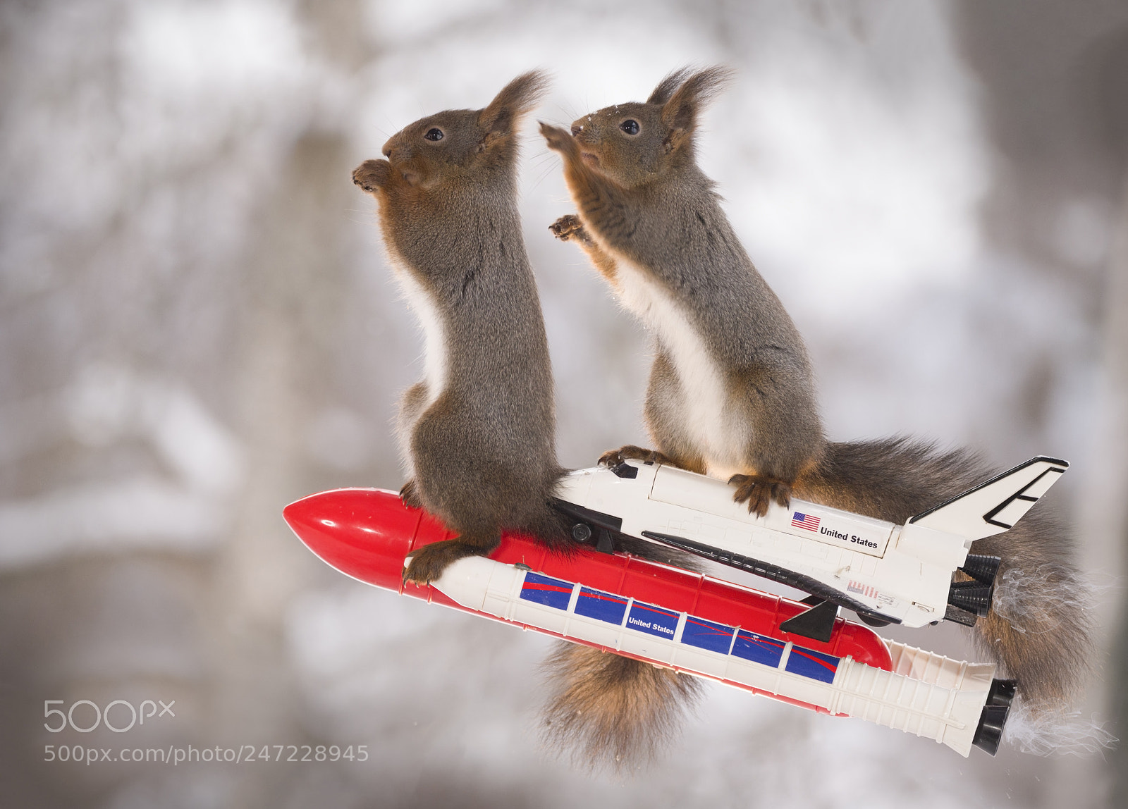 Nikon D810 sample photo. Red squirrels on a photography