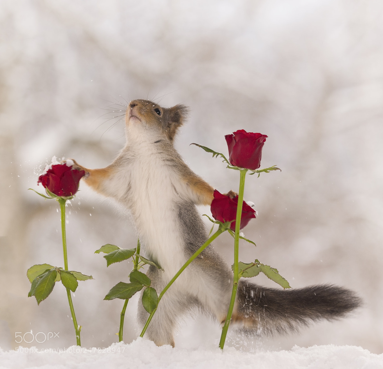 Nikon D810 sample photo. Red squirrel holding two photography