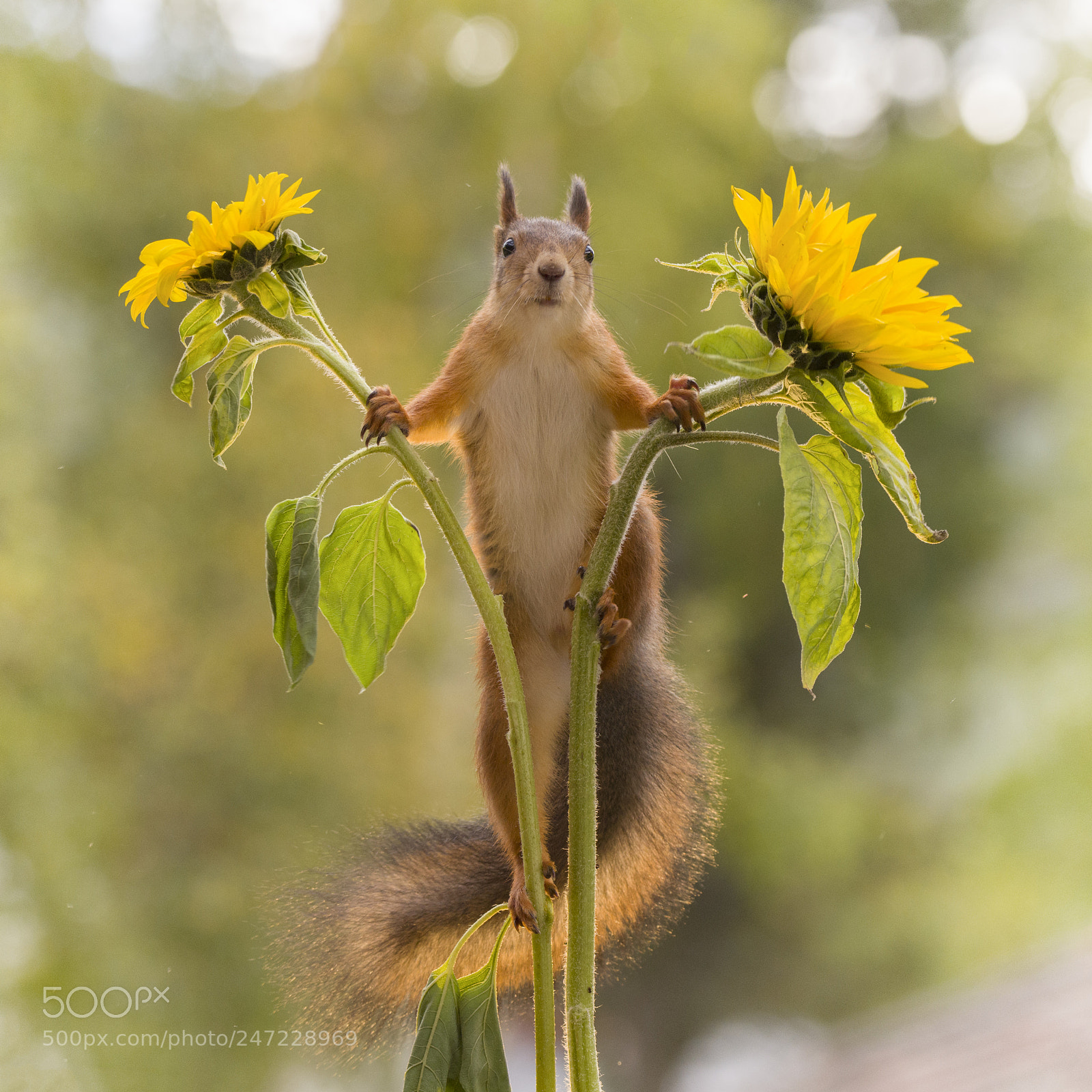 Nikon D810 sample photo. Red squirrel looking from photography
