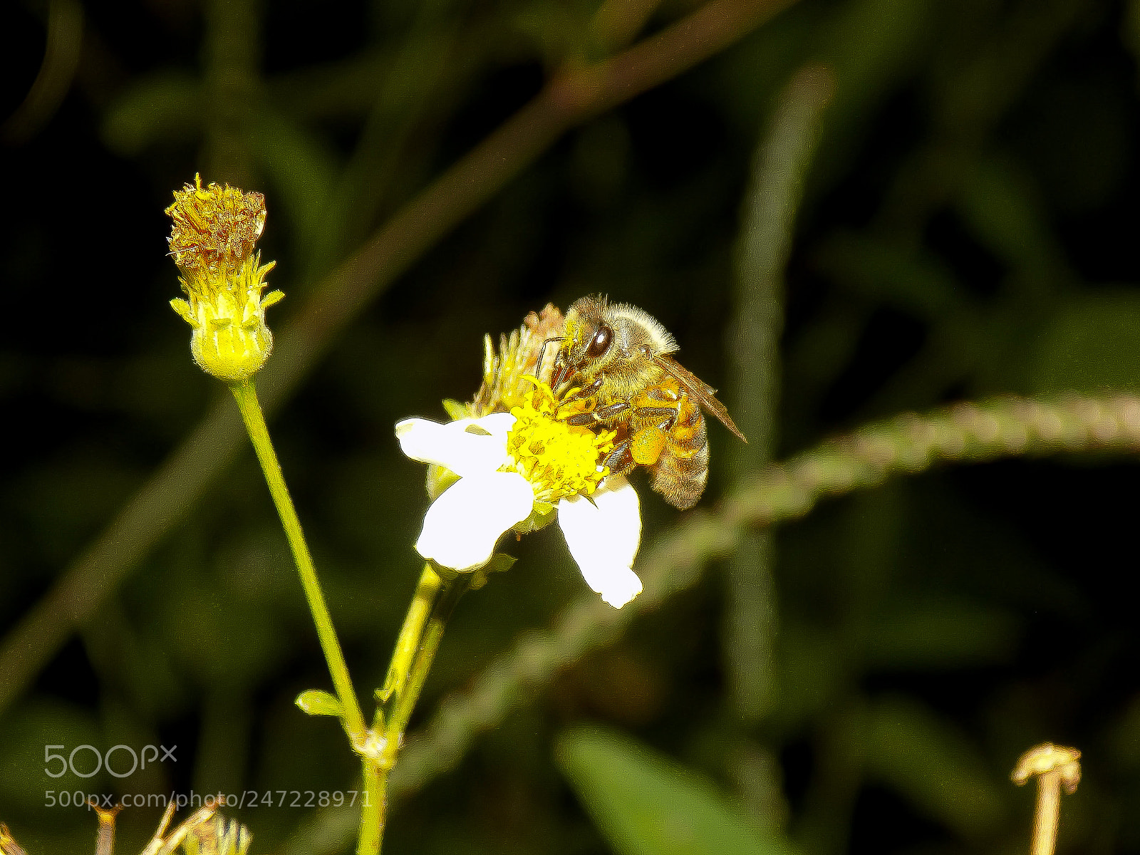 Nikon COOLPIX L340 sample photo. Busy bee photography
