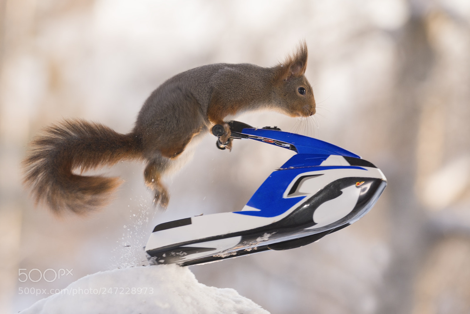 Nikon D810 sample photo. Red squirrel jumping up photography