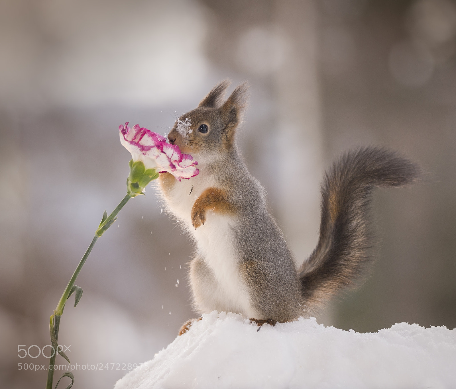 Nikon D810 sample photo. Red squirrel smelling a photography